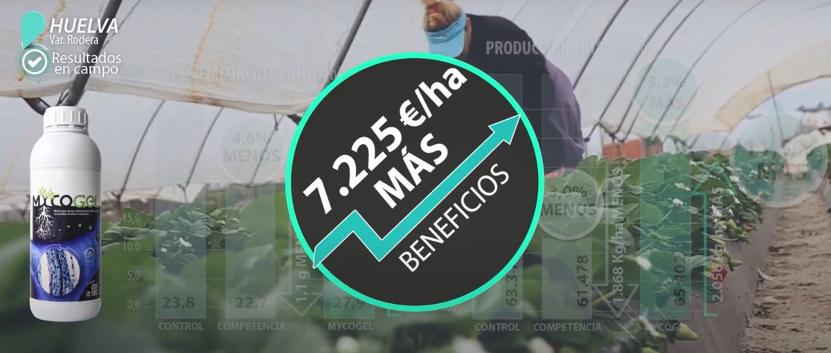 MaxymReva's tweet photo. La aplicación de #MYCOGEL en #fresa resultó en mayor vigor del cultivo, mayor productividad y calidad de frutos (más calibre y azúcares, menos acidez) aumentando beneficios en 7.225€/ha. Vídeo: https://t.co/Yj5HlJG4UP
@KimitecGroup #WeDoBio #RockYourCrops #MakingAVision https://t.co/empewit1Nq