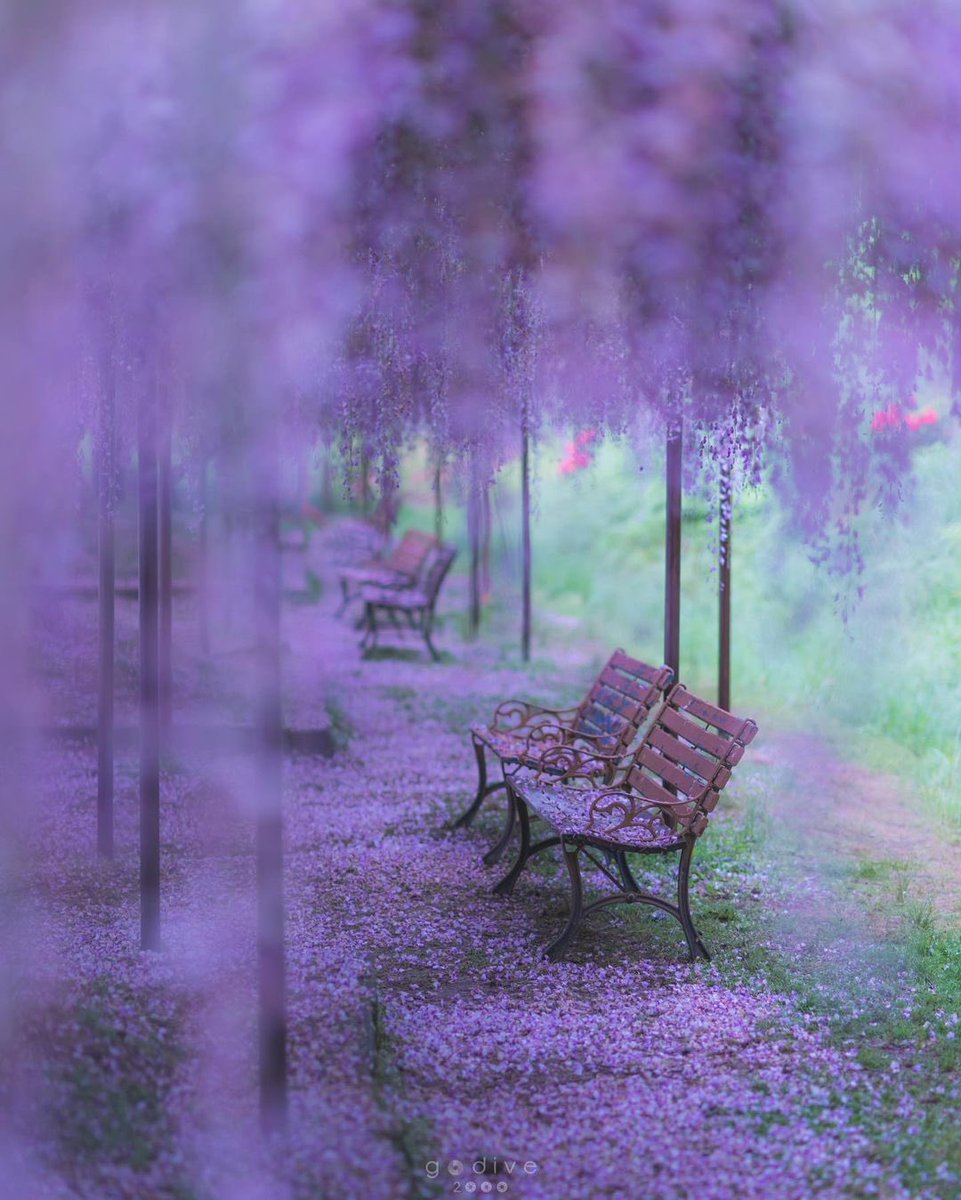 JeanetteEliz's tweet photo. “Nothing can dim the light that shines from within”. 💜🌸
Have a beautiful day everyone. 💞🌺💕#NaturePhotography #nature https://t.co/HLviubQM6b