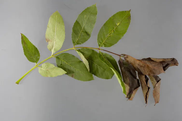 #معلومات_زراعية لنتعرف على الموت الرجعي عند النبات ( Dieback) 🌿⁉️ مصطلح عام يصف الانخفاض التدريجي 📈لنمو ونشاط النبات 
يبدأ الموت الرجعي في أطراف الأغصان والفروع تدريجيا في النهاية تموت الأشجار والشجيرات المتأثرة بالتدهور