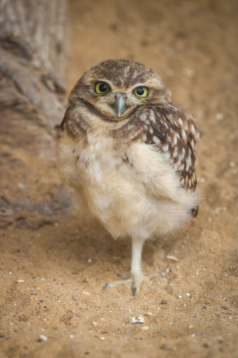 ☀️ Our burrowing owl chicks were loving the sunshine today! 

Why not enjoy the rest of the weekend with us - with 3 flying demos and our amazing grounds to explore, there’s lots to do! Book your tickets here icbp.org/book-on-line/