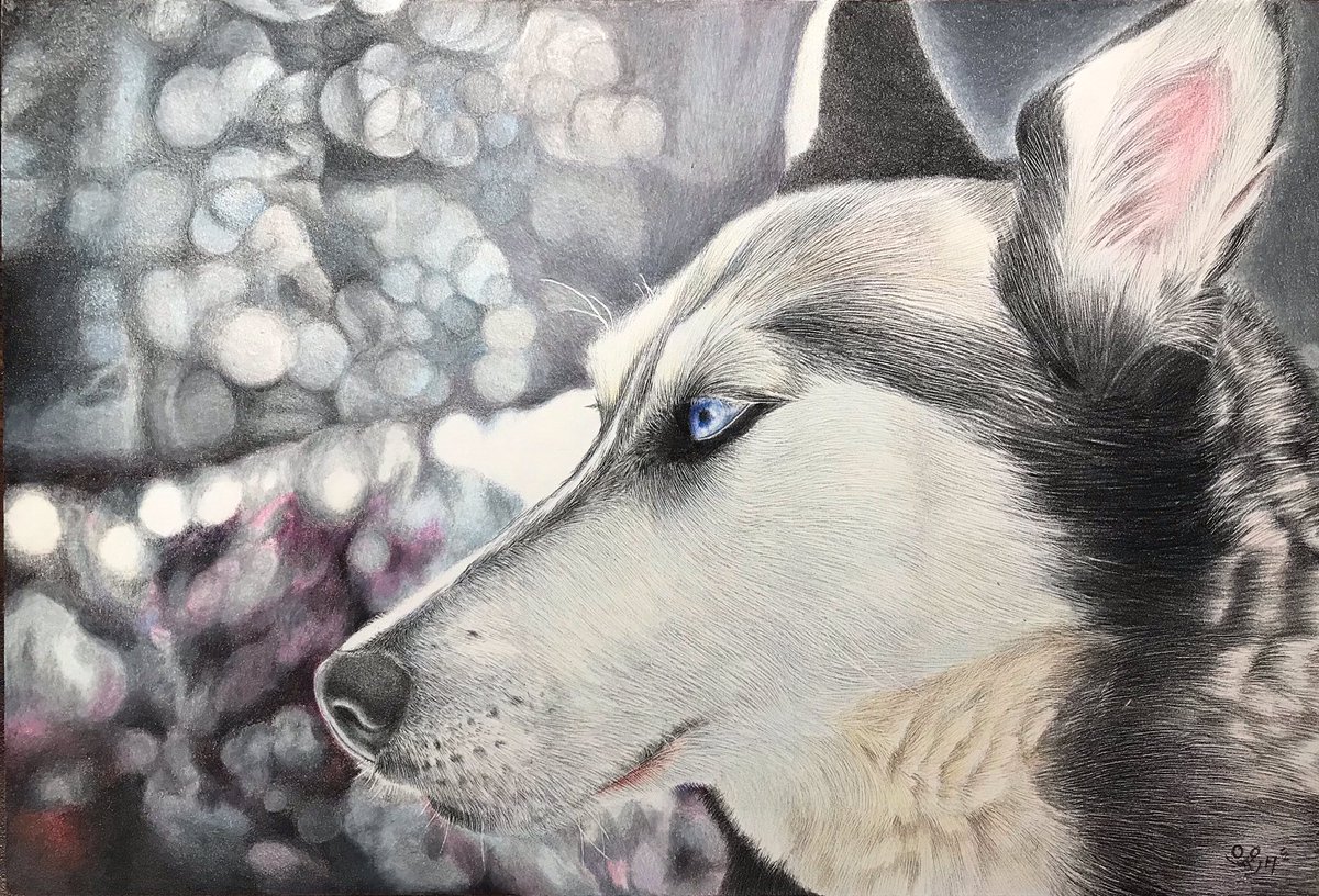 Twoucan シベリアンハスキー の注目ツイート イラスト マンガ