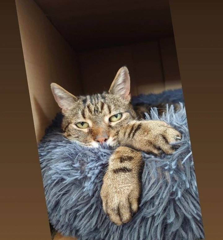 shannnnon123's tweet photo. Still missing in Peterborough UK 😥 please share where you can. Absolutely heartbroken he hasn't returned home yet. His dad needs him home ❤️ @CatsMissing @MissingPetForum @rickygervais @JaneFallon #pleaseshare #missingcat #missingpet https://t.co/2PHWgeCKhg