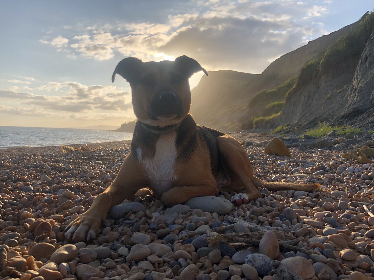 k9_runner's tweet photo. We claimed this little patch of the Jurassic coast ours for the afternoon 

#dogfriendly #beachholiday #dorset https://t.co/iQIo7HEUxF