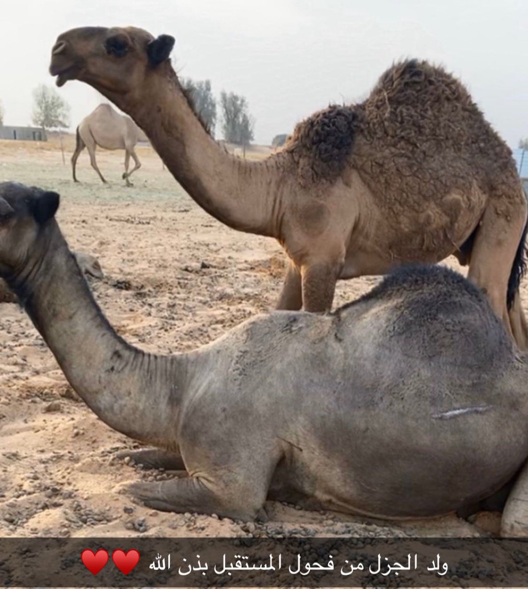 M7mmd_5033's tweet photo. الاصفر اللي تقول يخيل طياره
حصنته بذكر منهو عزز اسلامه 
ما جابه اللي ردي اصله وقداره
مرفوع هامه وجابه عالي الهامه https://t.co/KQtingZZkN