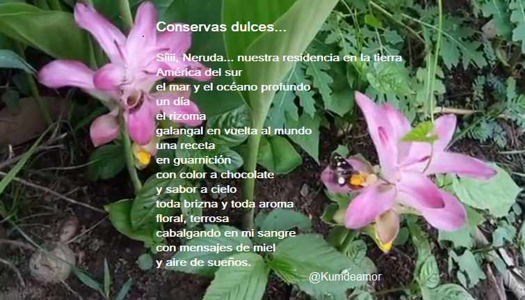 kumdeamor's tweet photo. Conservas dulces...
Síii, Neruda...nuestra residencia en la tierra
América del sur
el mar y el océano profundo
un día índigo
el rizona
galangal en vuelta al mundo
una receta
en guarnición
con color a chocolate
y sabor a cielo
↕️
#versolibre #kumdeamor #rizomas #flores #latierra https://t.co/cWED8vWXcJ