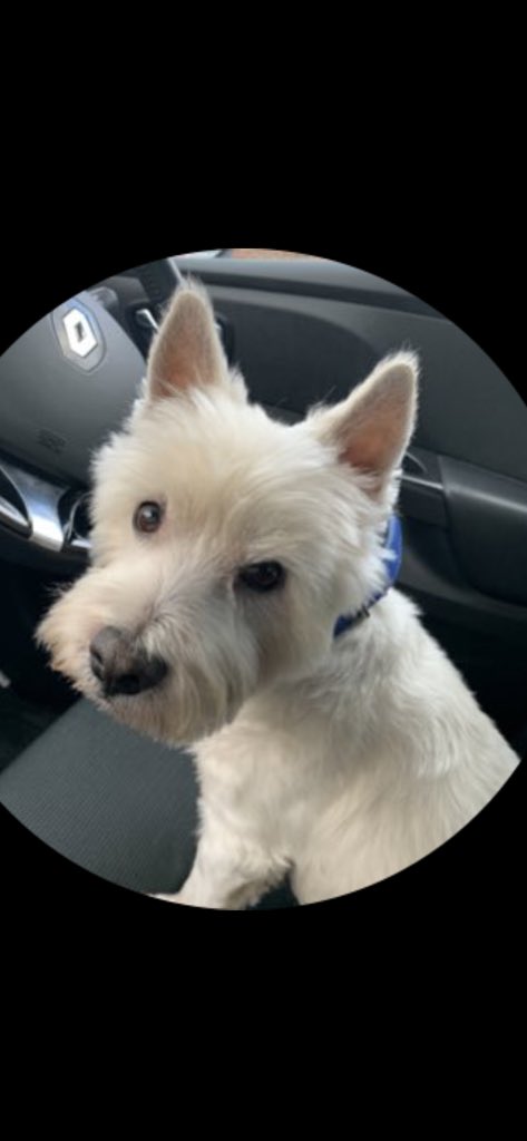 PhilipR01714770's tweet photo. @Sheila38426081 Here he is Sheila xx https://t.co/ywXdGh4UcR