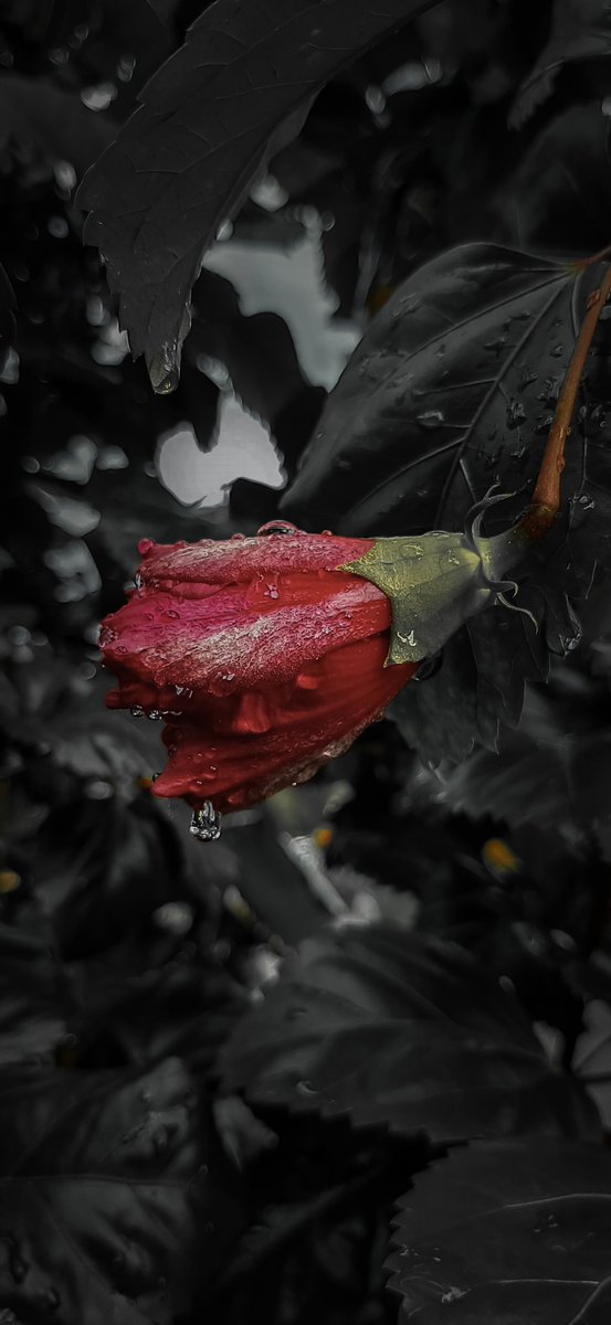 Utkarsh_ig726's tweet photo. #PicOfTheDay #myphotography #likes https://t.co/61OYWf5HIw