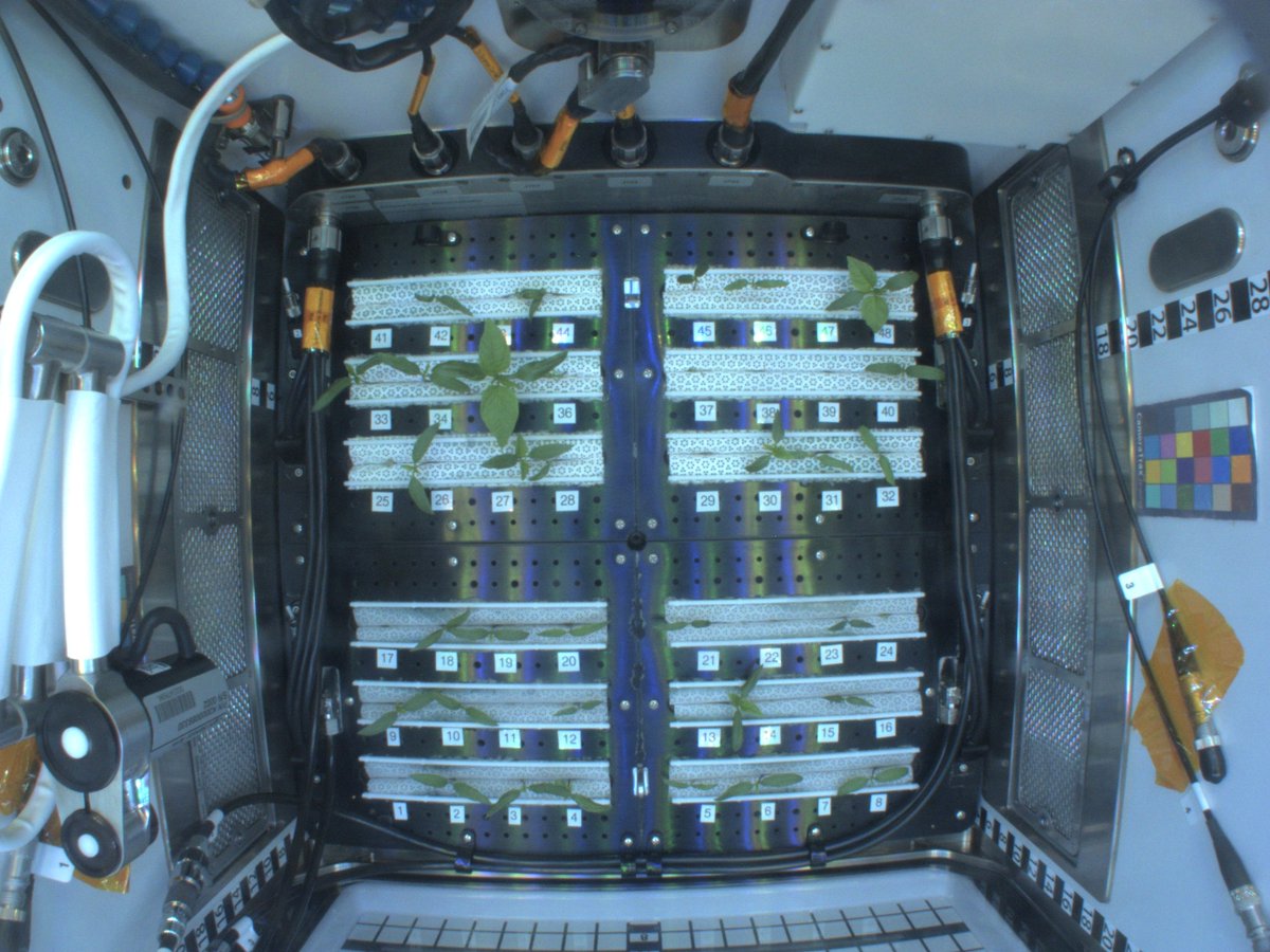 NASAKennedy's tweet photo. 🌶️ Several germinated pepper seedlings have emerged on the @Space_Station!

After @astro_kimbrough &amp; @Astro_Megan checked on the Hatch chile peppers earlier this week, they selected the best four pepper plants to remain for the duration of the experiment. Stay tuned for updates! https://t.co/PL4ZCbBXrB