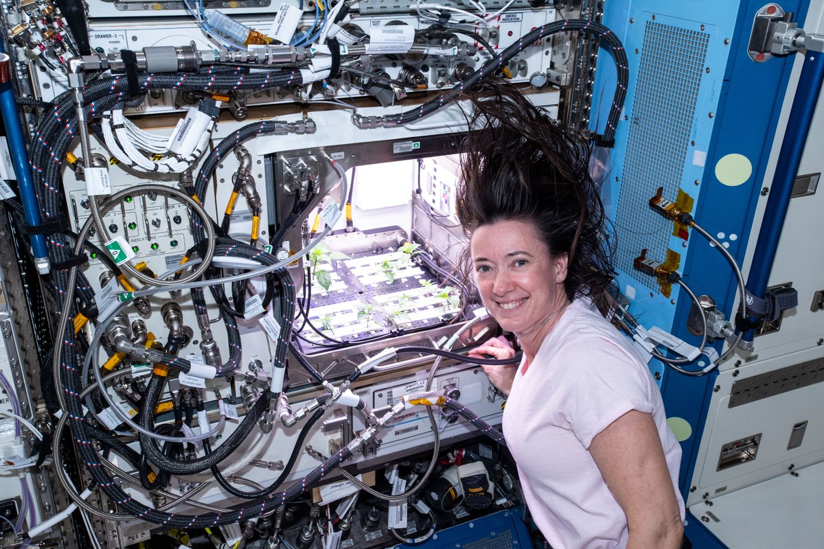 NASAKennedy's tweet photo. 🌶️ Several germinated pepper seedlings have emerged on the @Space_Station!

After @astro_kimbrough &amp; @Astro_Megan checked on the Hatch chile peppers earlier this week, they selected the best four pepper plants to remain for the duration of the experiment. Stay tuned for updates! https://t.co/PL4ZCbBXrB