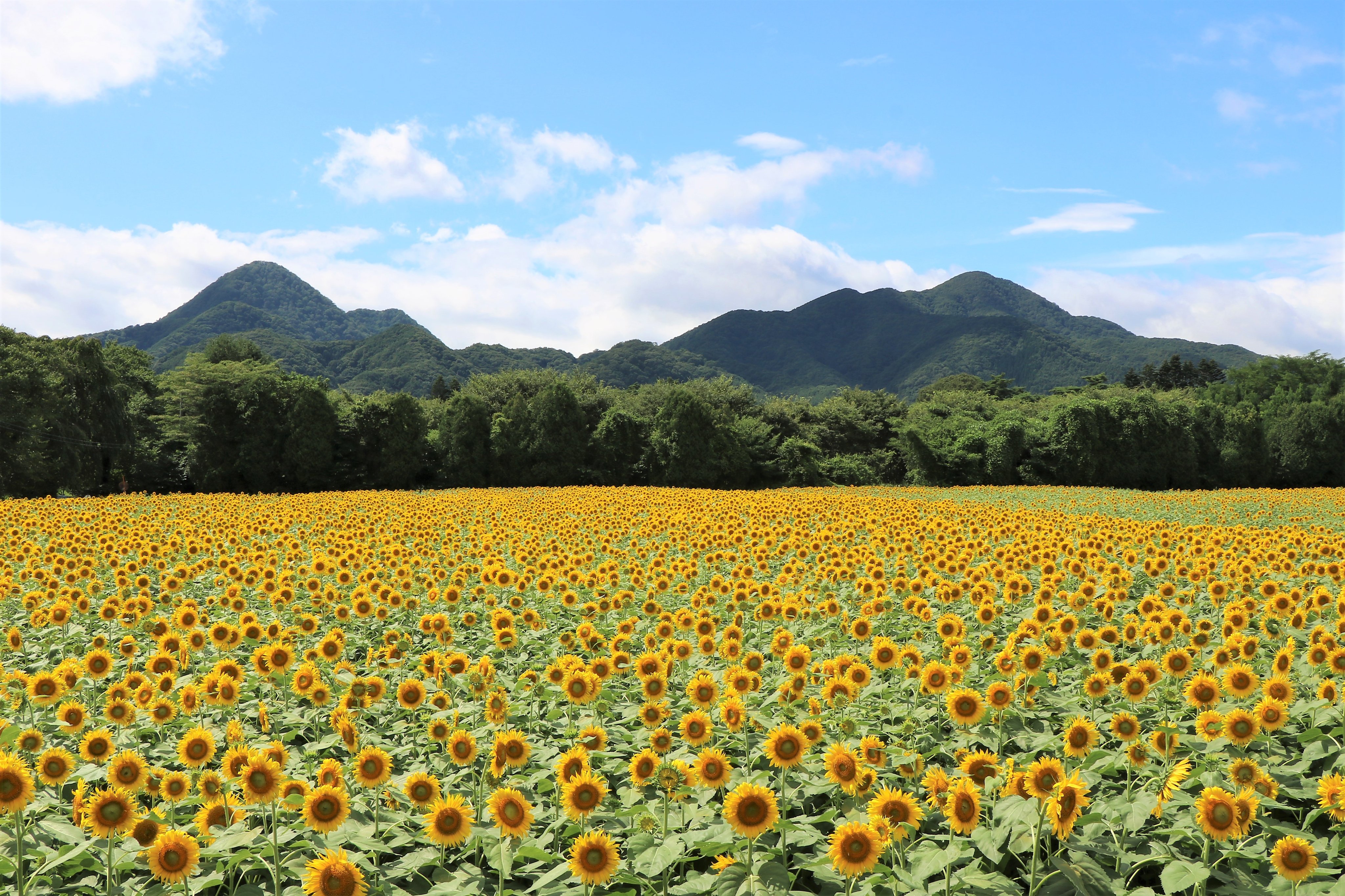 やまいわけんs 21 08 11 岩手県矢巾町 煙山ひまわりパーク 2 太陽が出て良かったです また来年です 写真おやじ 花撮った 矢巾ひまわり畑 T Co Vuulr1sr1r Twitter