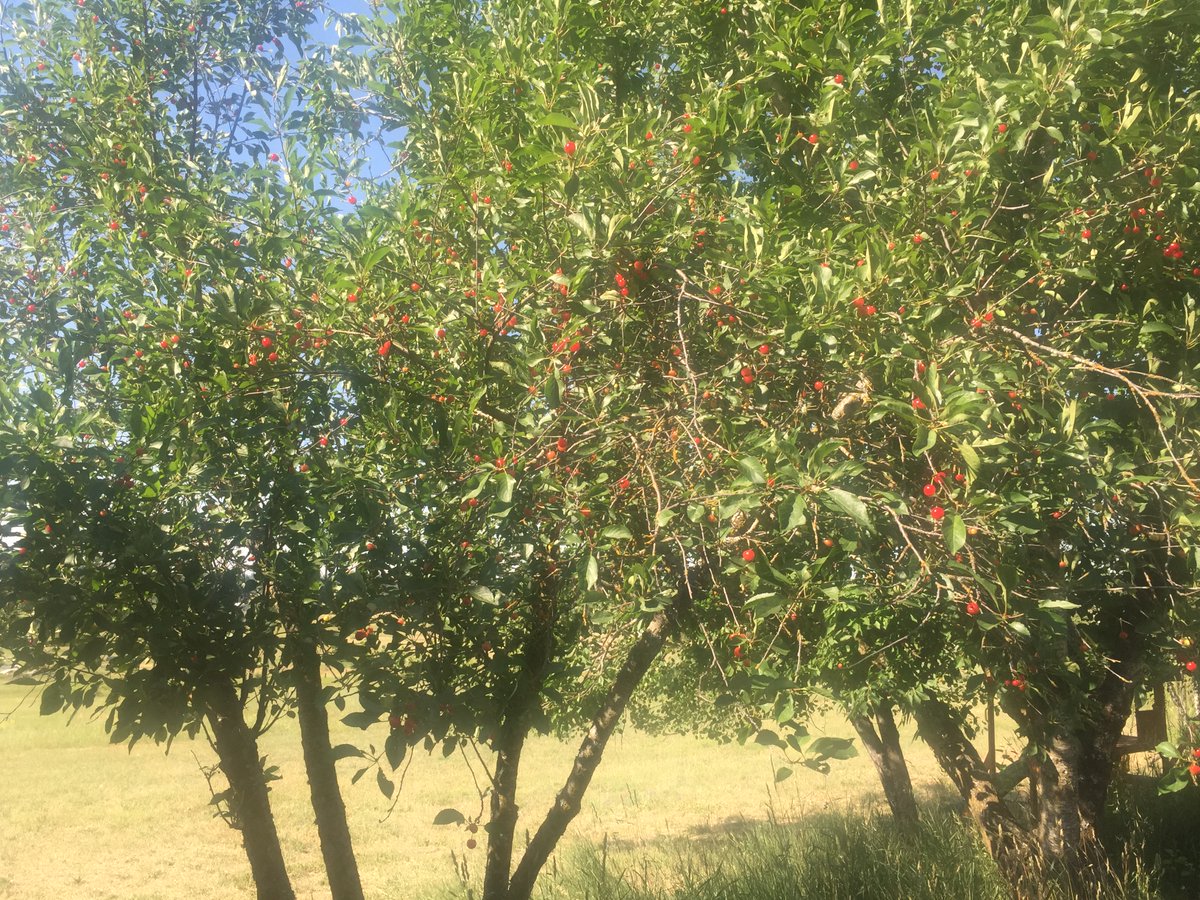 level13you's tweet photo. "Someone is sitting in the shade today, because someone planted a tree a long time ago."  ~ Warren Buffet https://t.co/VGEzfKUhjt