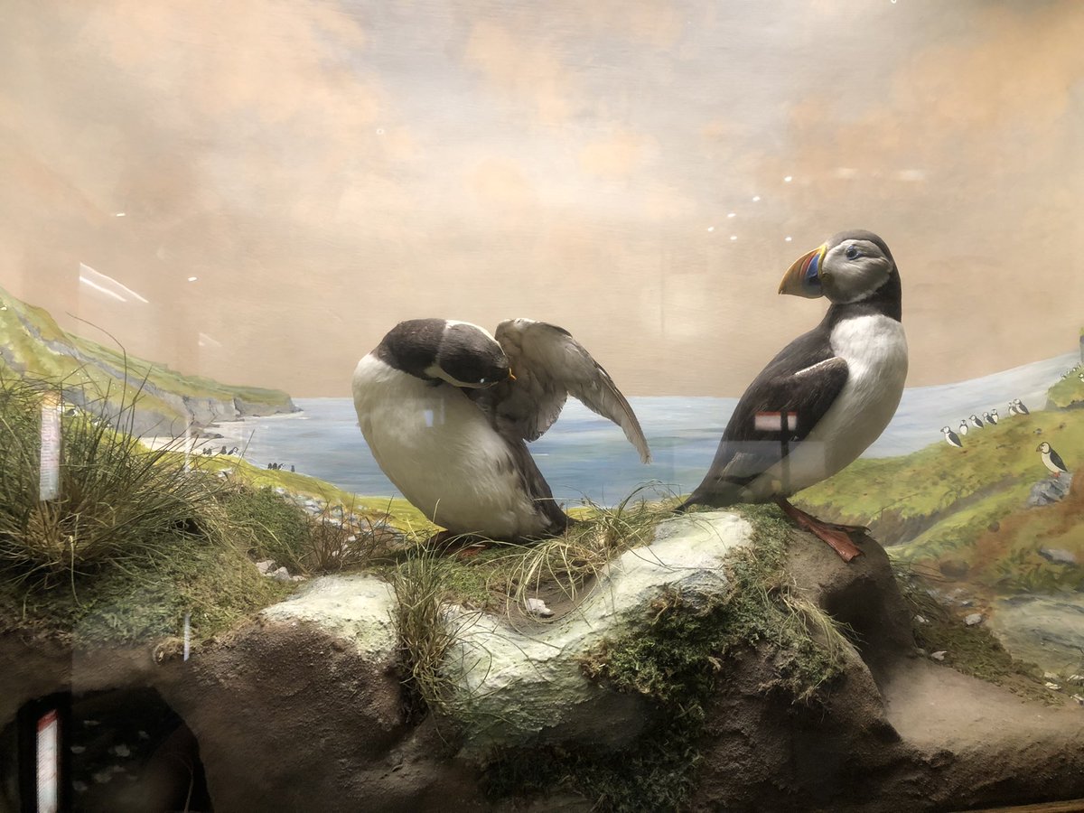 Shot_fox's tweet photo. … and indeed some trophy Puffins #puffingate https://t.co/b7t0IMwui4