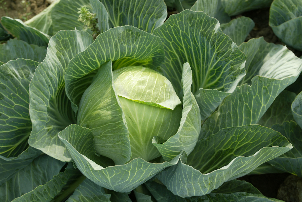 Red Tractor on Twitter "What are PPPs? 🤔 PPPs stands for Plant