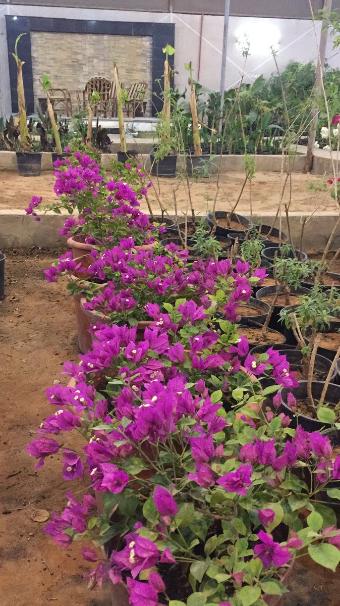 kananfarm's tweet photo. https://t.co/cI9r1T8D4o