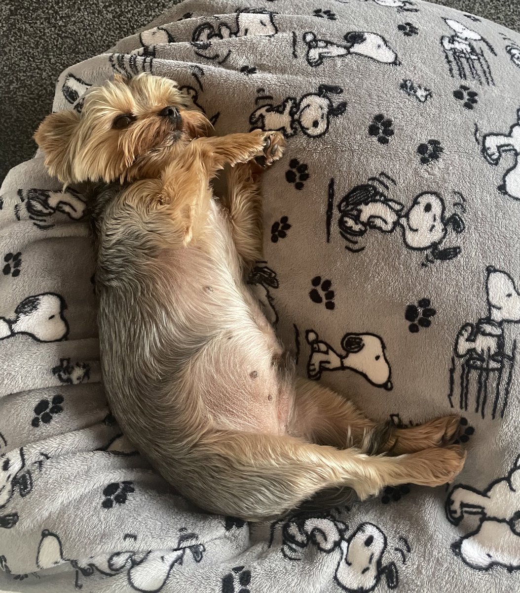 Chubby?? HOW DARE YOU!!! It’s the angle luv #ZSHQ