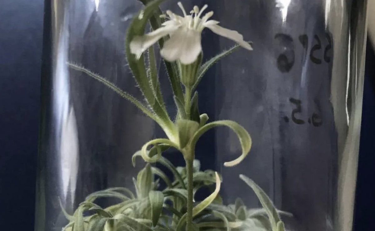 LRsecreta's tweet photo. Científicos reviven una planta del Pleistoceno, a partir de unas semillas de hace 32.000 años

Esta planta que ves en la foto es el ser vivo más anciano de la Tierra. Y es un milagro de la Naturaleza, y de la Ciencia

👉 Esto se parece a una película... de esas de Spielberg 🦕⛔️ https://t.co/2CZzy5A6zY