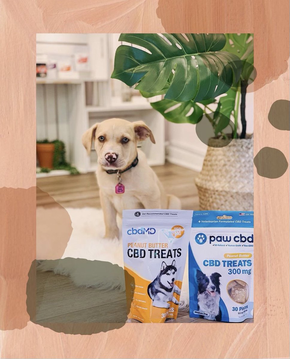 Rootsourcecbd's tweet image. 📢 WEEKEND SALE! 📢

Come on in for 15% off @pawcbd products all weekend long! 

#rscbd #rootsourcecbd #healersnotdealers #pawcbd #cbdforpets #cbdwellness #nova #weekendsale