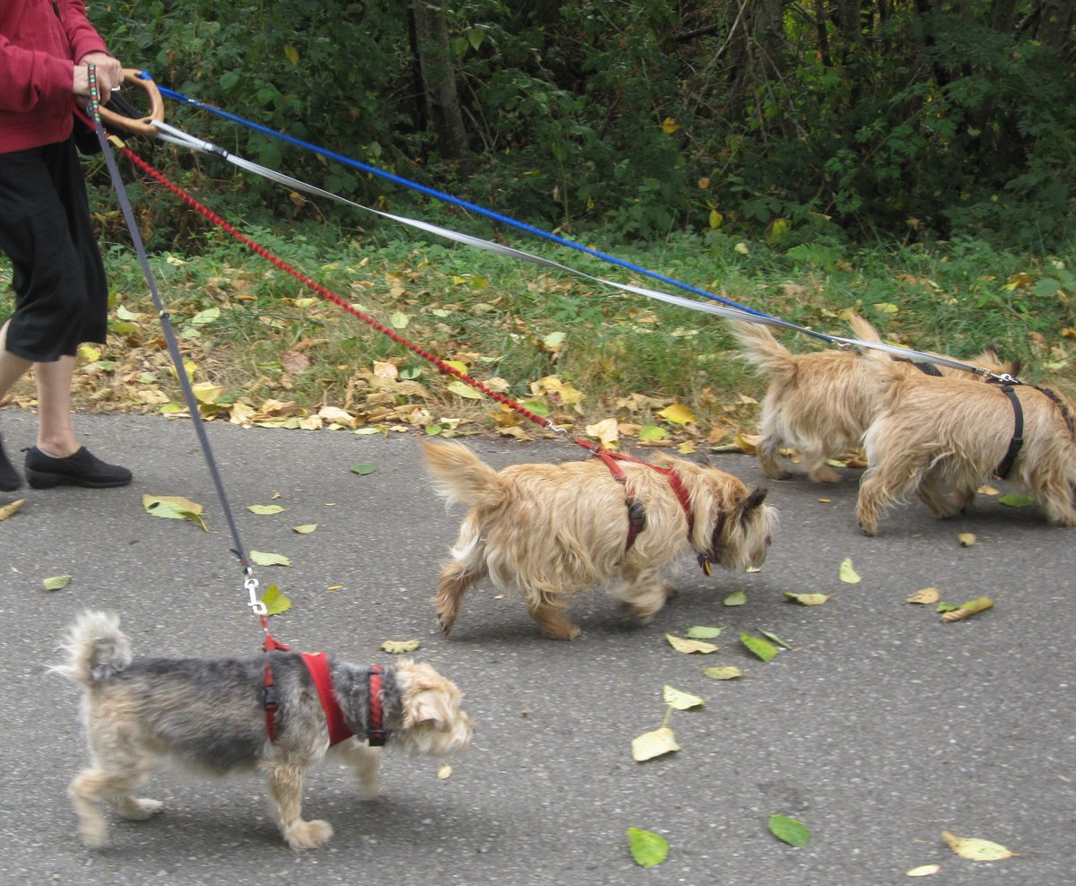 uturnhandles's tweet image. Most of the time dogs walk us.
Amazingly #pullers always help!
You can see all of them, keeps the leashes tight, easier to untangle and they &apos;propel&apos; you forward😀 
#3dogs #4dogs #walkingdogs #couplers #triplers #doglove