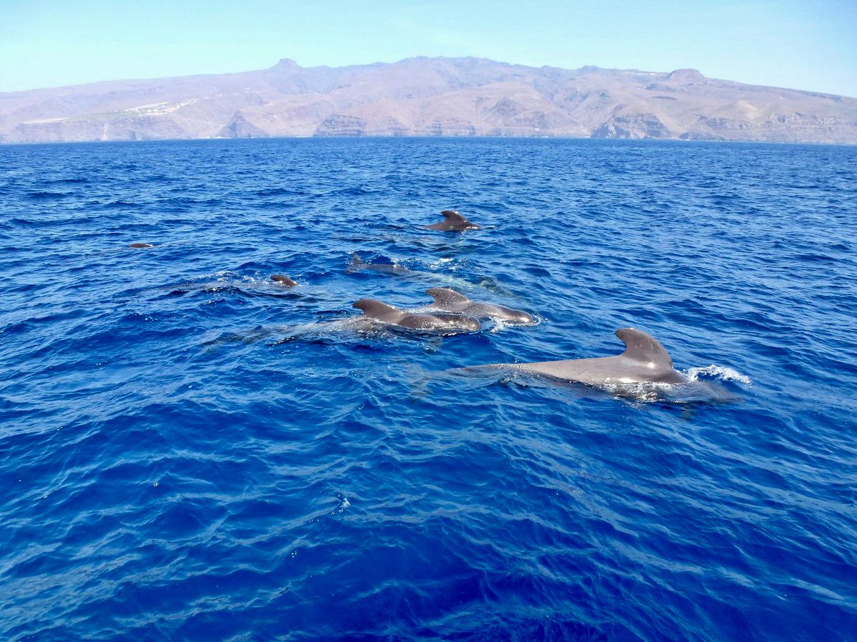 A nuestros amigos marinos les encanta salir a saludar. 🐳🐬💙

#lagomera #naturalmentemágica #venalagomera
