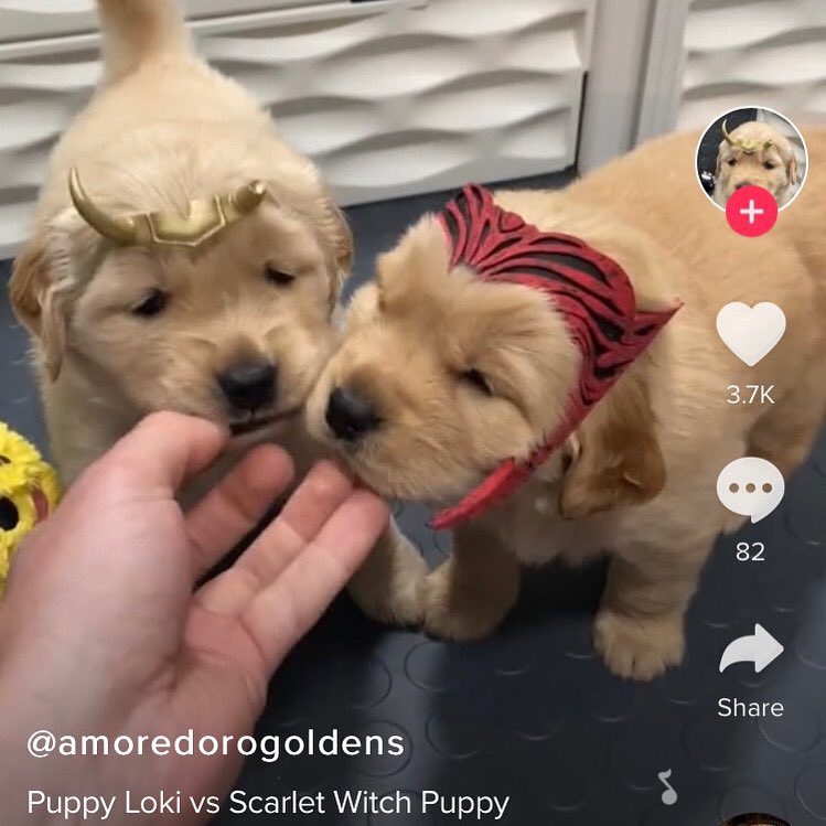 ในอีกเส้นเวลา วันด้าและซิลวี่ เป็นเจ้าหมาน้อยดุ๊กดิ๊ก