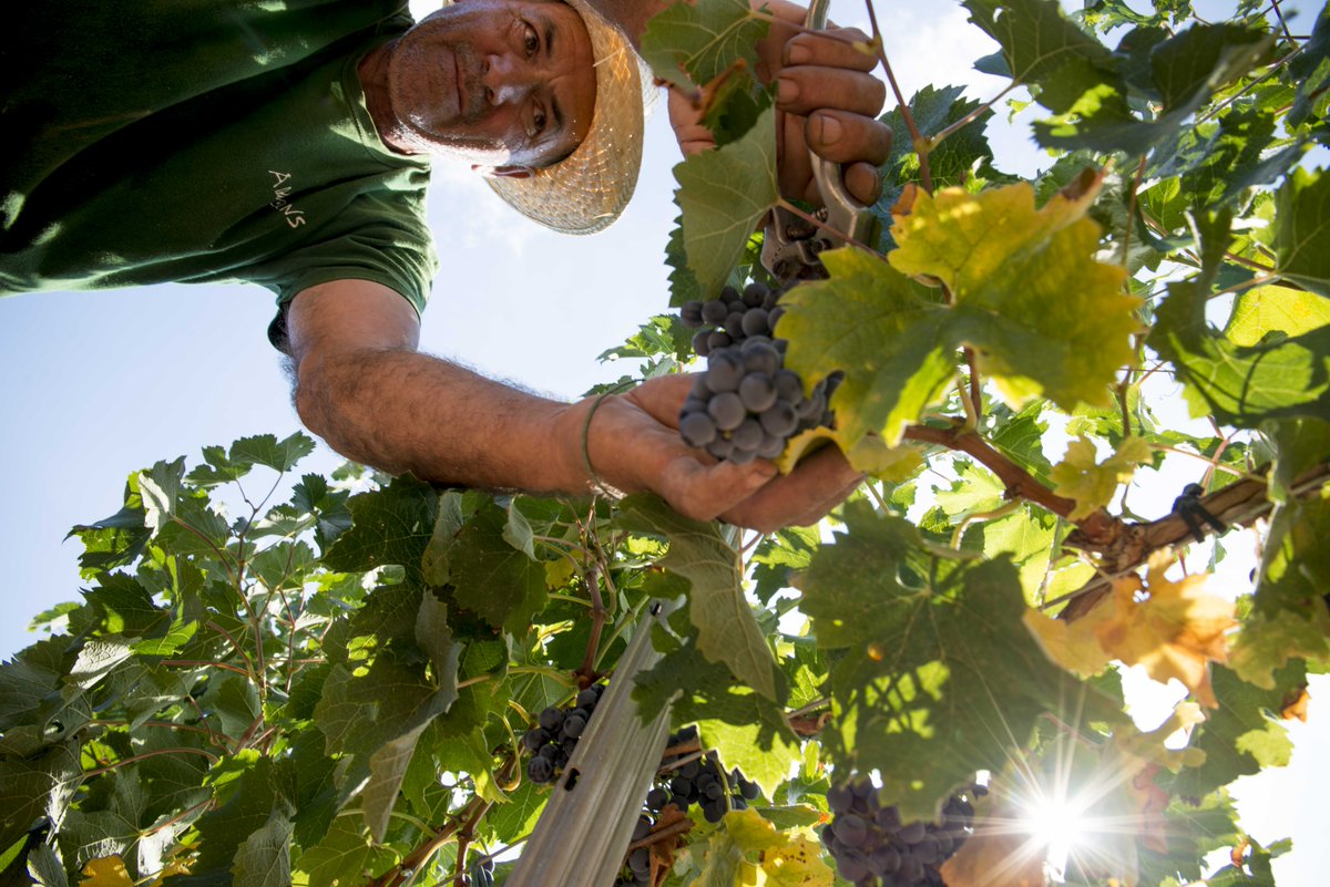 Ampans's tweet image. 🍇🍷 La verema és un moment essencial en l'elaboració dels nostres vins. A la finca #Urpina ja ho tenim tot llest per la d'enguany; comptem els dies! @dopladebages @Cellerelmoli

👉 Descobreix els nostres vins i la seva història a urpina.cat i botigaampans.cat/ca/