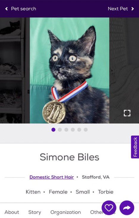 petfinder names (@petfindernames) on Twitter photo 