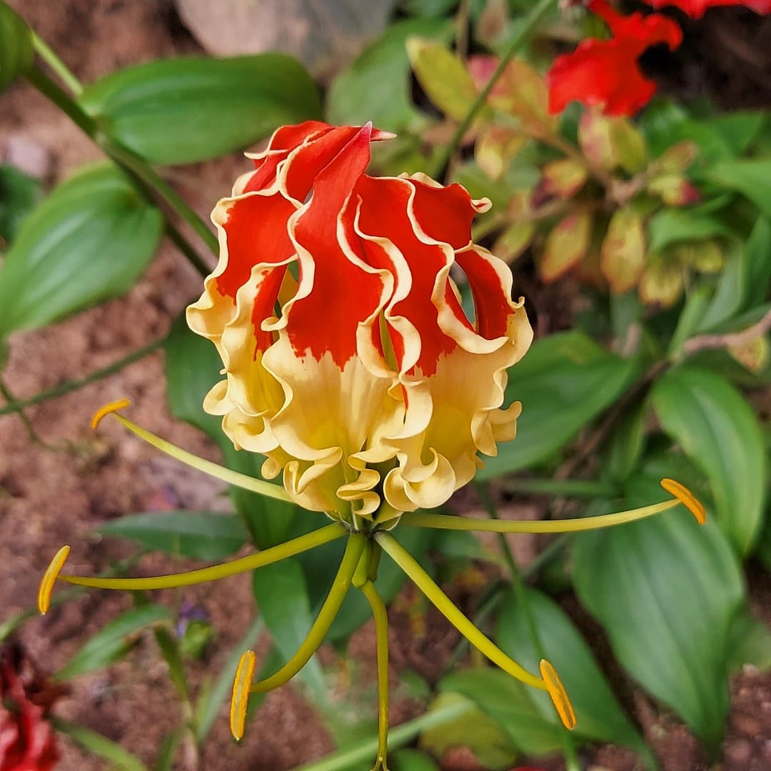 Gloriosa superba in all its splendor in the Western Ghats!!! From the wall of @green_saviours #trees4theplanet #onemilliongreens #westernghatsofindia #biodiversity