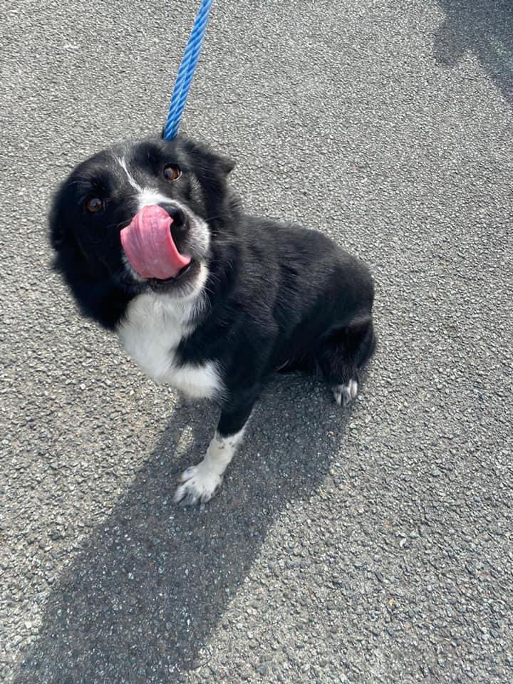 HELP FIND HIS OWNER - found in UK Wales. (Please Share)

#Missingdogs #FoundDogs #Missingdogsuk #founddogsuk #Share #Pets #Animals #Dogs #Dog #dogsoftwitter #Collie #Missing #Lost #Found #LostAndFound