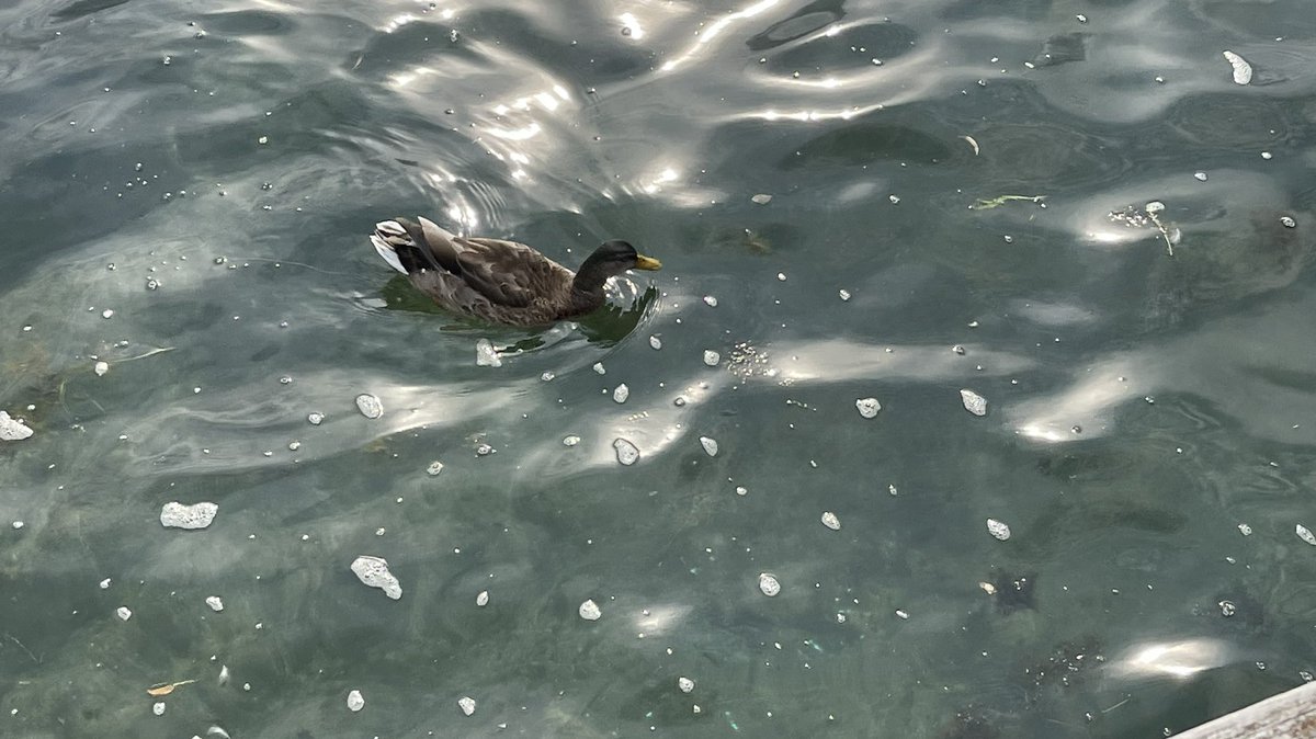 Natariq's tweet image. Becoming a bird photographer