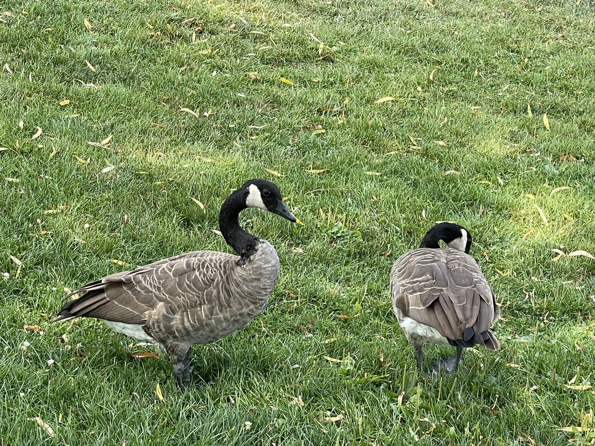 Natariq's tweet image. Becoming a bird photographer