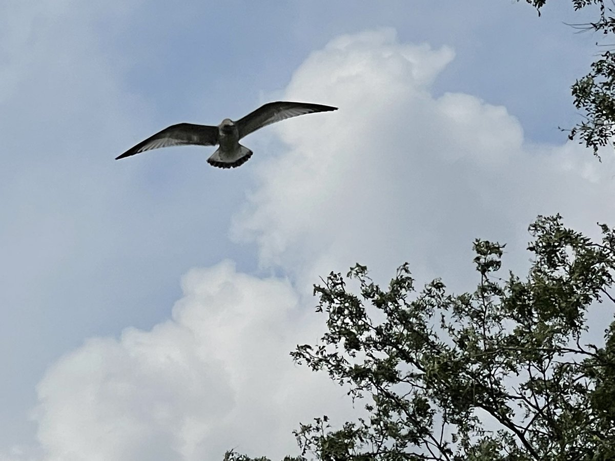 Natariq's tweet image. Becoming a bird photographer