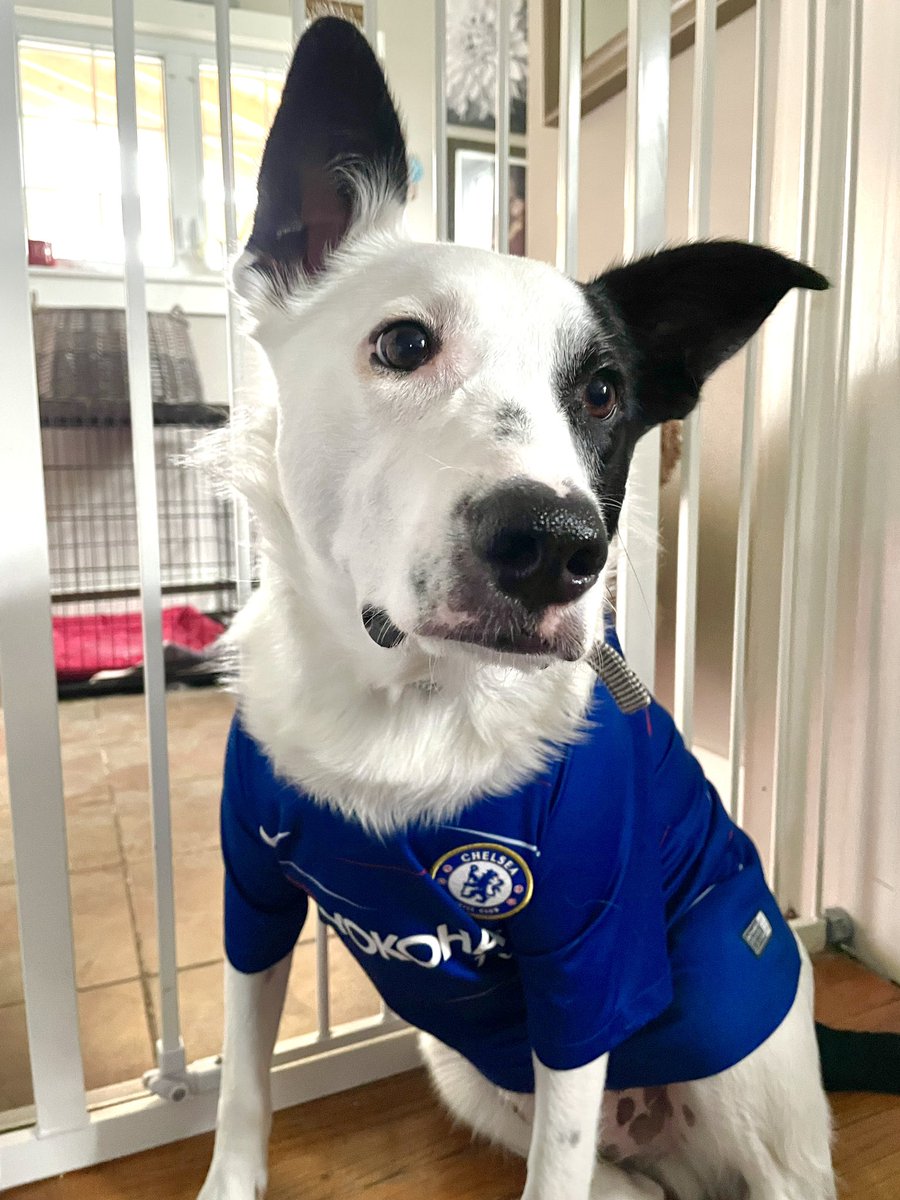 Premier League is back!! C’mon Chelsea!! 🔵🐶🔵 Ok I dids it…now where’s my treat? #paidadvertising #paidwithtreats
#chelseafc #PremierLeague #PremierLeagueIsBack #nbcsportssoccer #championsofeurope #pulisic