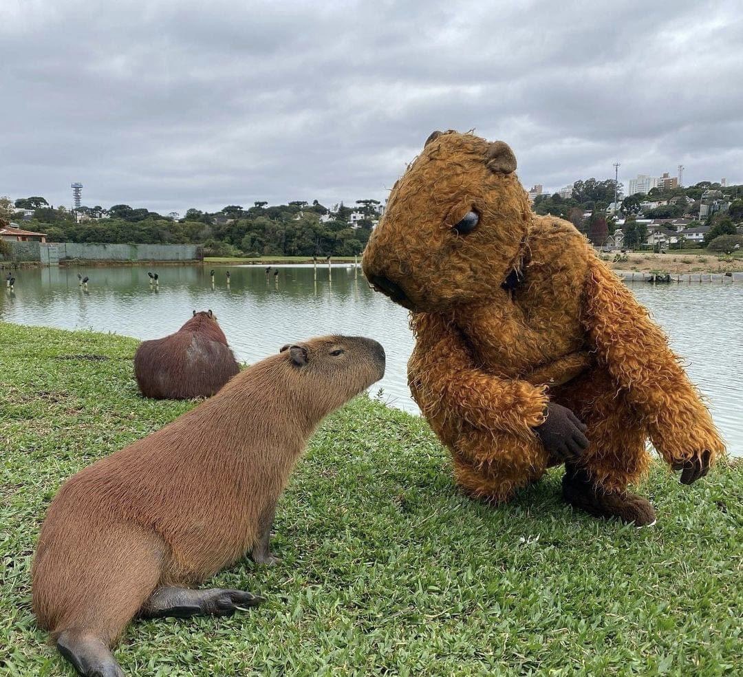 I made capybaras with different jobs or costumes : r/capybara