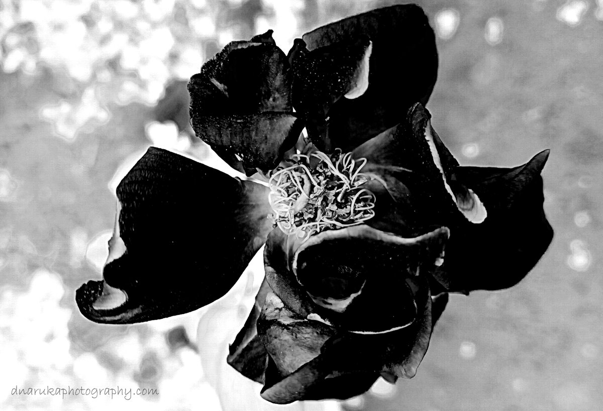 D_RanawatNaruka's tweet photo. The gypsy. #flowertherapy #flowers #floralphotography #weekendvibes  #blackandwhitephotography #greyscale #womenphotographers #rose #ThePhotoHour  #TwitterNatureCommunity #mobilephotography #mygarden #Indianphotographers #Rajasthan #flora #AugustFlowers https://t.co/J2v5KGDKNg
