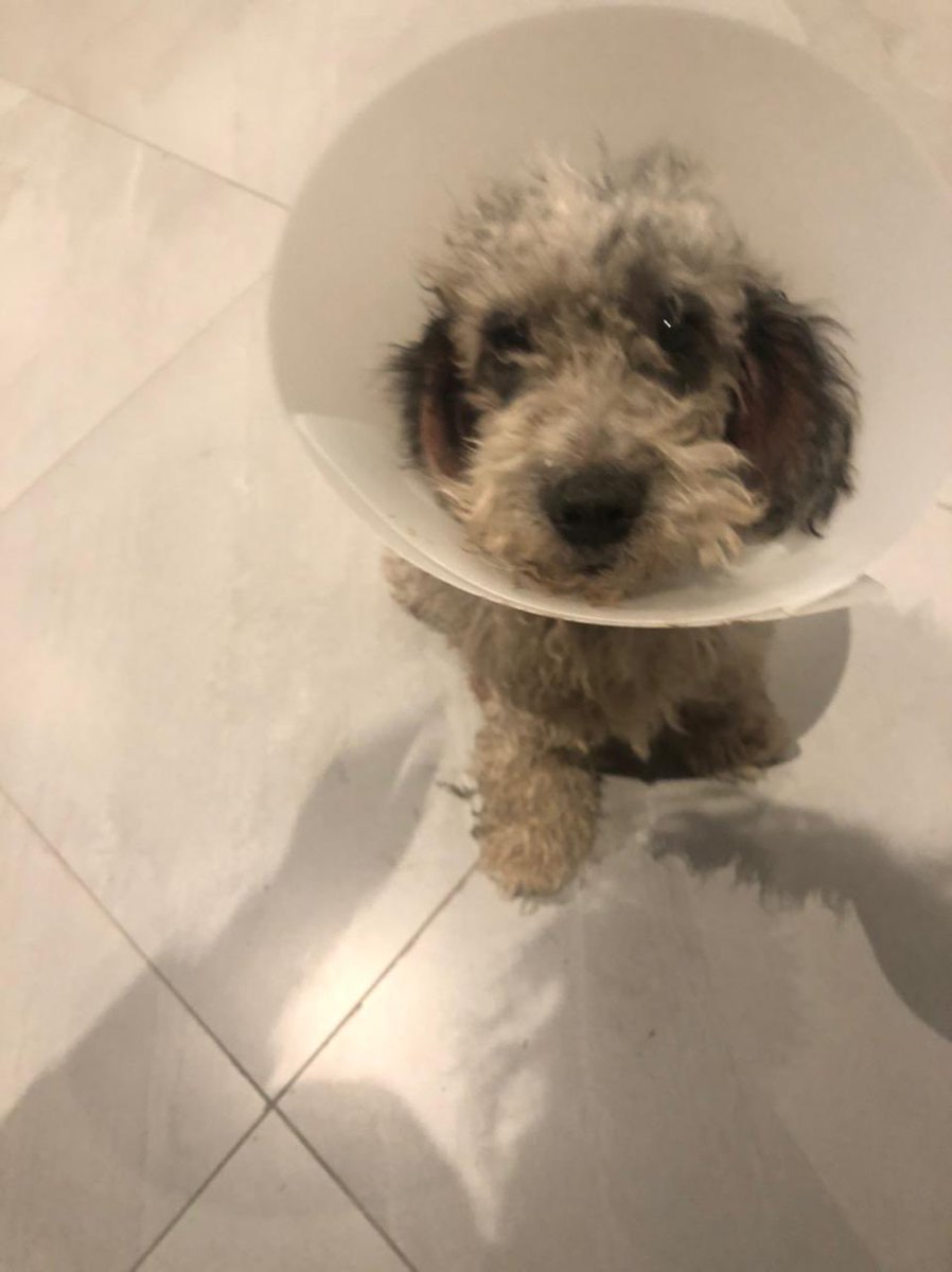 Lo encontramos tirado y lastimado en la ruta, es super cariñoso y compañero. Busca una familia responsable!!!