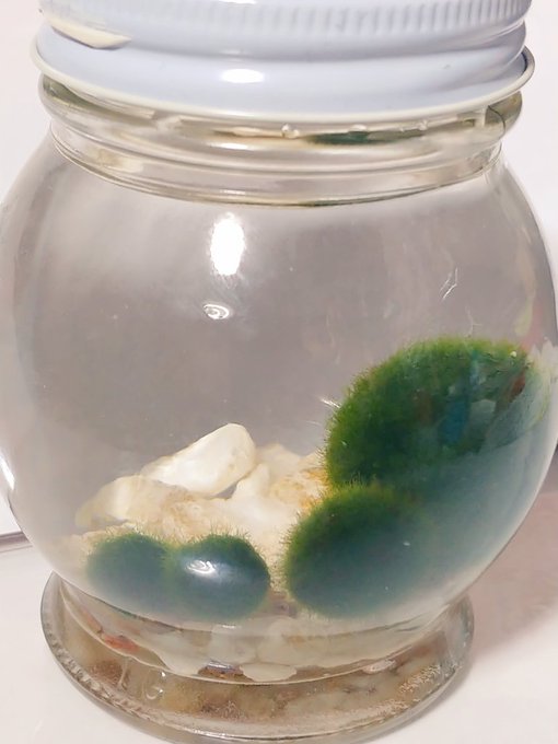 叢雲様から頂戴したマリモ4人衆、イヴァンおうさま、あなすたしあ、すーも1号2号、あと数日で2年経ちますが…大きくはなってないかなぁ。
石は純白度合いが減った気がします
(1枚目今日撮ったもの。2枚目来たばかりの頃)

【 https://t.co/Q5PqKgzRxu 】 