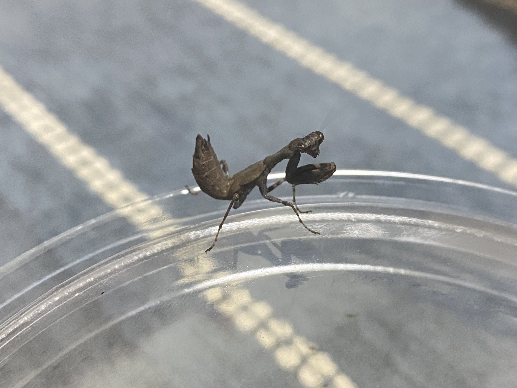 Tyno ティノ 虫垢 Tynoinsecta Twitter