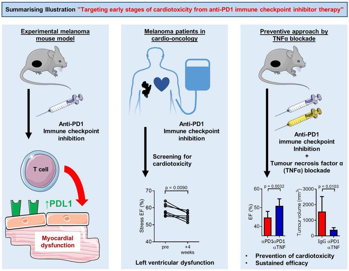 Just published in #EuropeanHeartJournal

doi.org/10.1093/eurhea… 

Anti-PD1 immune checkpoint inhibitor therapy induces an immune-mediated disruption of cardiac integrity that can be prevented by blockade of tumour necrosis factor alpha.

Congrats to <a href="/LarsMichelMD/">Lars Michel</a>