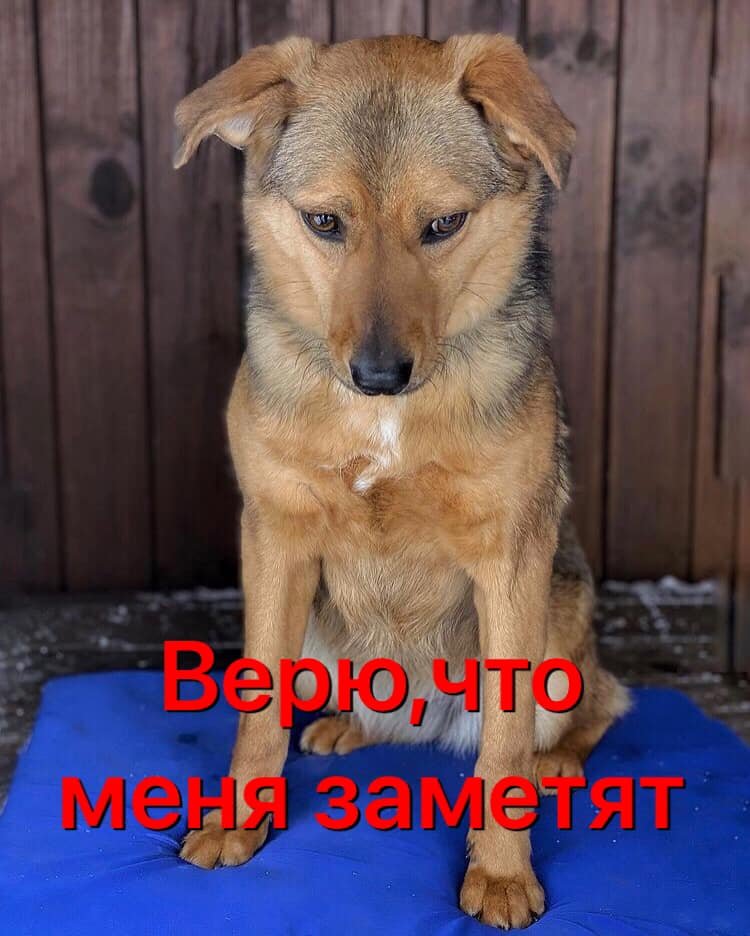 Киев❗️В приют попала бывшедомашняя девочка небольшого размера.Вес 15 кг.Кнопочка скромная и застенчивая .Возраст чуть больше года .
Помогите найти семью собаке,которую предали 😔
📲 0 (93) 808 38 99