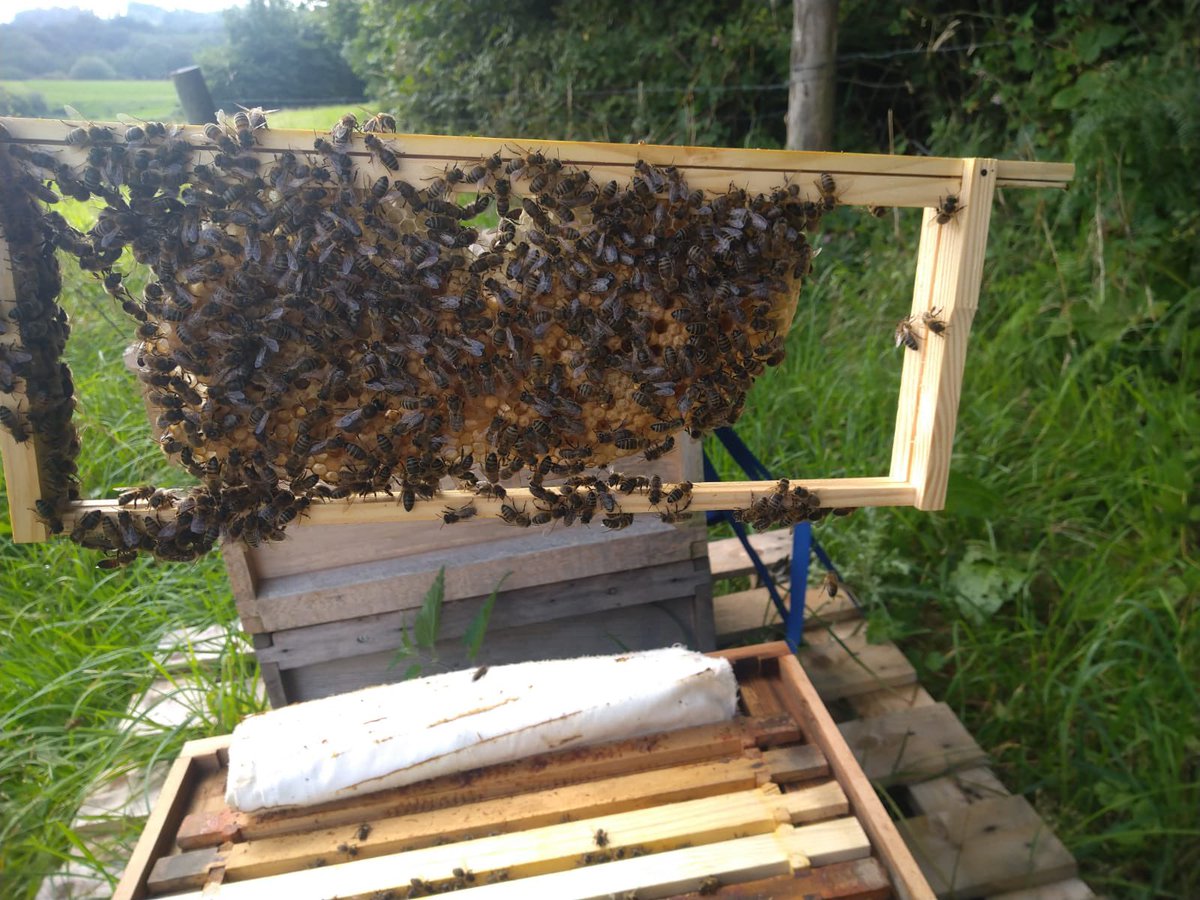 sophieaplin's tweet photo. Bee ๐ updates since last time we went in this hive ๐ have been busy they have even produced a new queen ๐ @arladairyuk @yeovalley #teamdairy #notjustcows #workingwithnature #arlabeeroad https://t.co/9aDvqZg145