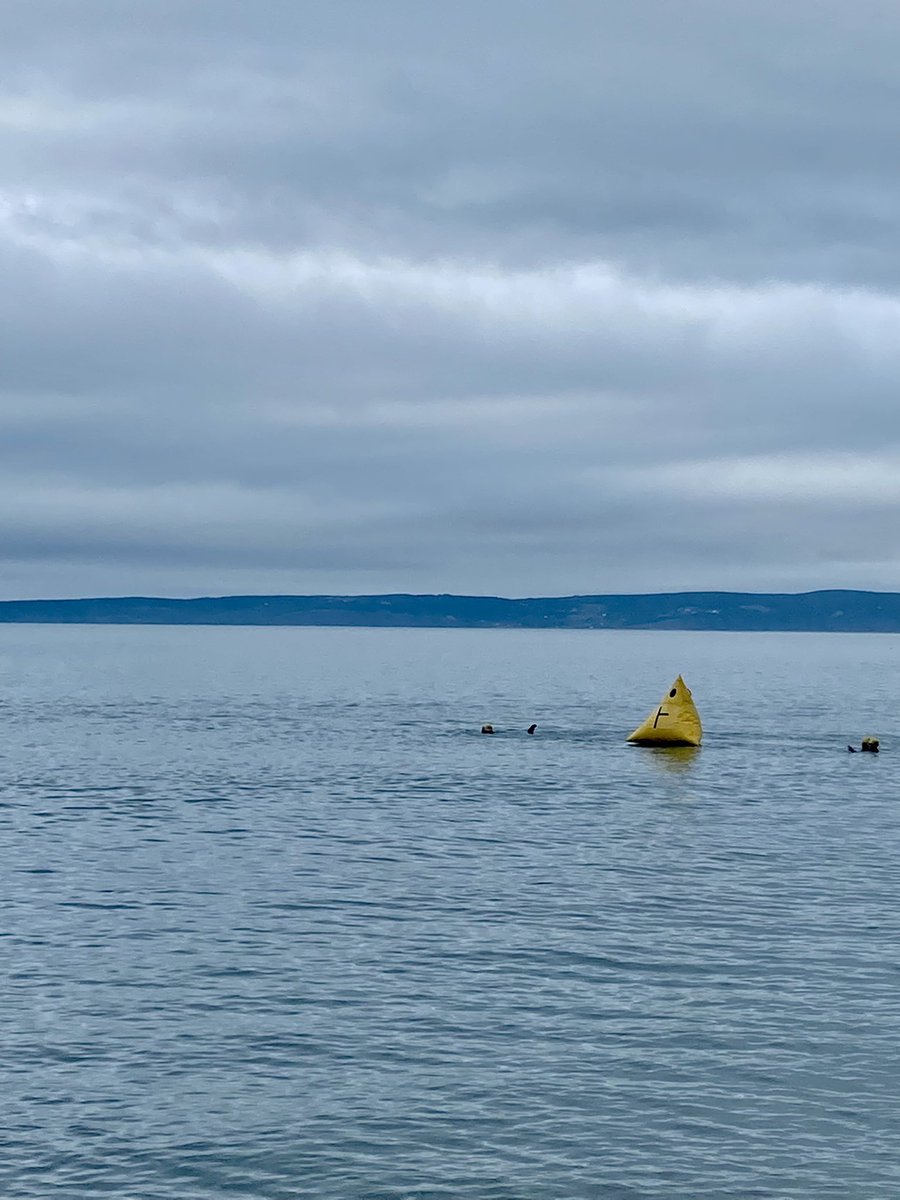 Lori Hare tweet media