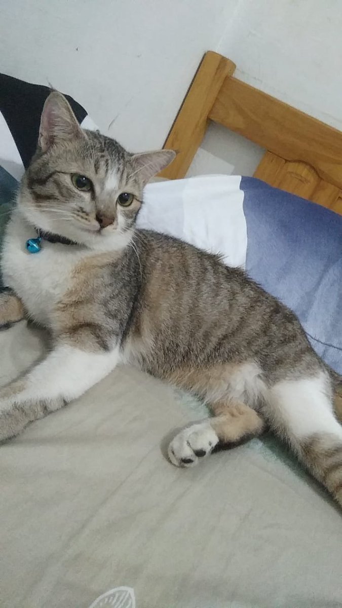 petsfess's tweet photo. Kcg! Ini kucing temen aku namanya Milo, udh ilang dari 4 hari yg lalu. Ada yg tau gak gimana cara nyari dia?? Dia baru di adopt 3 hari terus hilang padahal gapernah keluar rumah pas sama owner sebelumnya. https://t.co/IALIuAGr6s