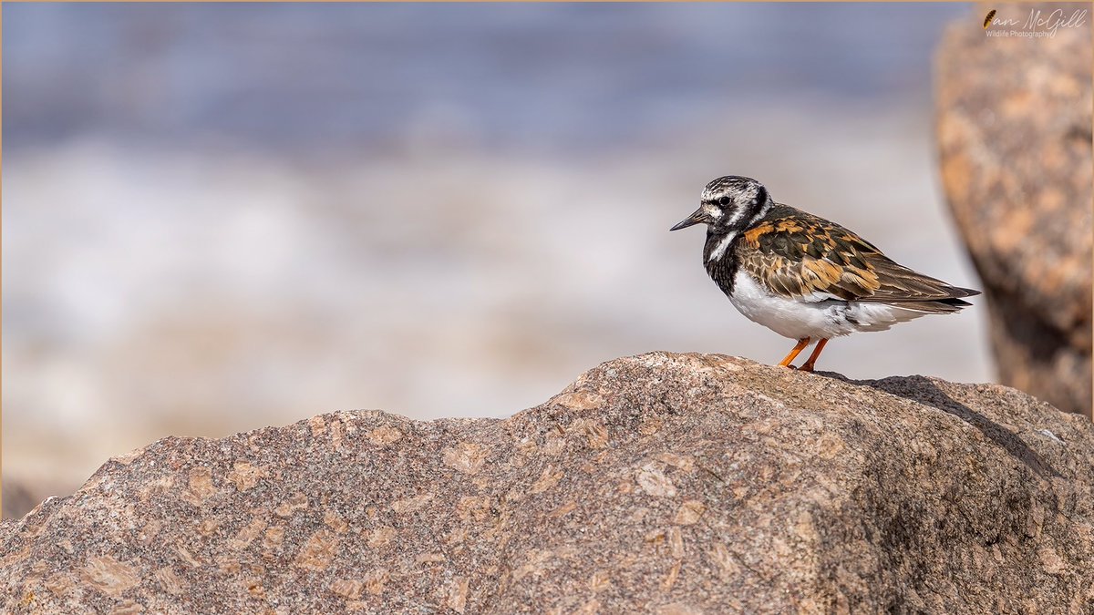 IanMcNature's tweet photo. Some Turnstone roosting on the rocks at high tide near Rossall beach last week @FyldeBirdClub @PrestonNature @Natures_Voice @RSPBImages @BBCSpringwatch @WildlifeMag @BirdWatchingMag @BirdWatchDaily #BBCWildlifePOTD #Waders #shorebird #birdphotography https://t.co/A4A4wY75Ie