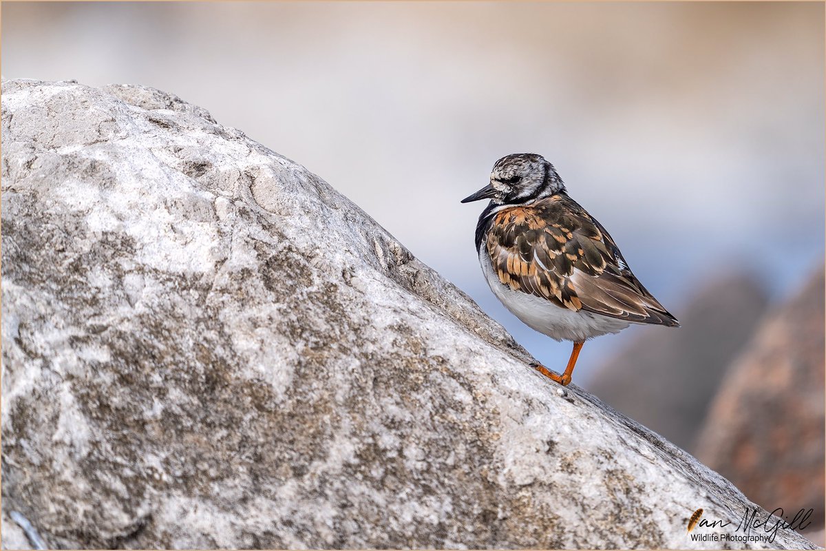 IanMcNature's tweet photo. Some Turnstone roosting on the rocks at high tide near Rossall beach last week @FyldeBirdClub @PrestonNature @Natures_Voice @RSPBImages @BBCSpringwatch @WildlifeMag @BirdWatchingMag @BirdWatchDaily #BBCWildlifePOTD #Waders #shorebird #birdphotography https://t.co/A4A4wY75Ie