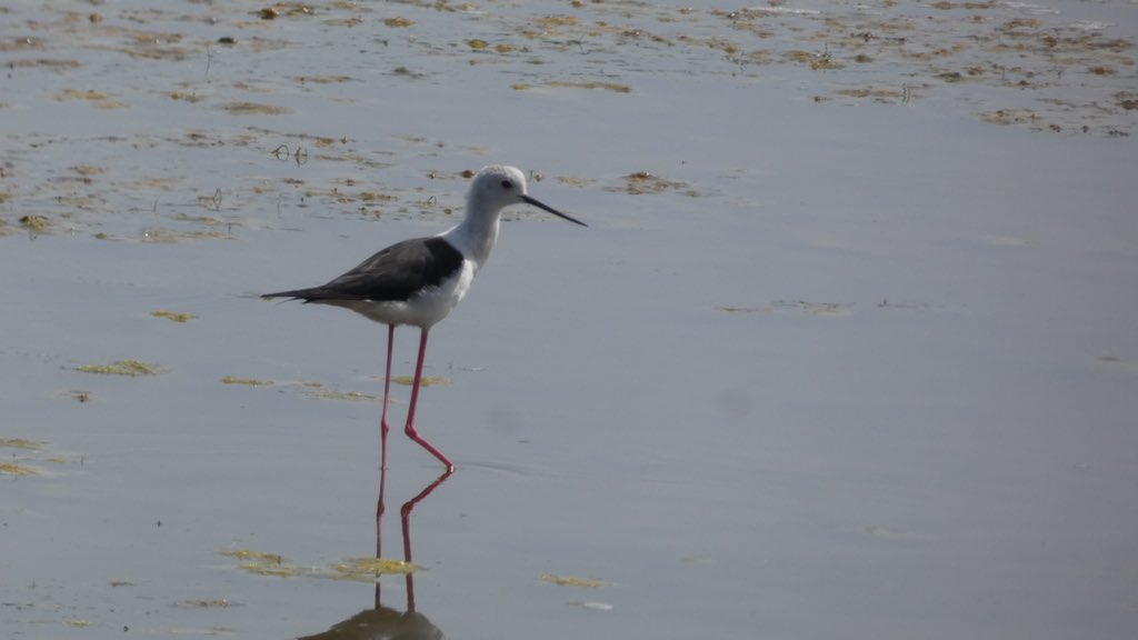 #ocells d’avui #esplugabous (suposo) #tudó #corriolcamanegre #camallarga #lestartit #parcnaturaldelmontgrí #costabrava @birdcatalunya