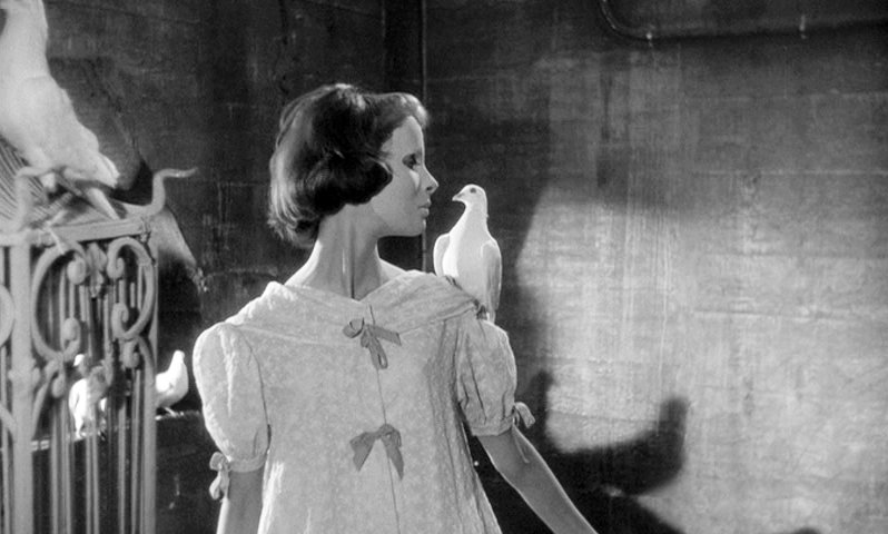 ZitaVehil's tweet image. Animals dont care about the looks

"Les yeux sans visage" (1960, Franju)

#Franju