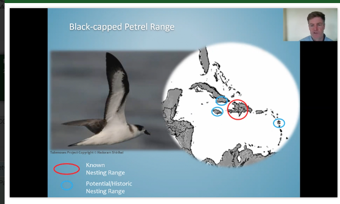 BirdsCaribbean's tweet image. More from an awesome project for preservation of the endangered #BlackCappedPetrel which is only known to nest on the island of #Hispaniola Adam Brown of @EPICislands told us more at #2021AOS_SCO this week. @AmOrnith @andersonjeanht