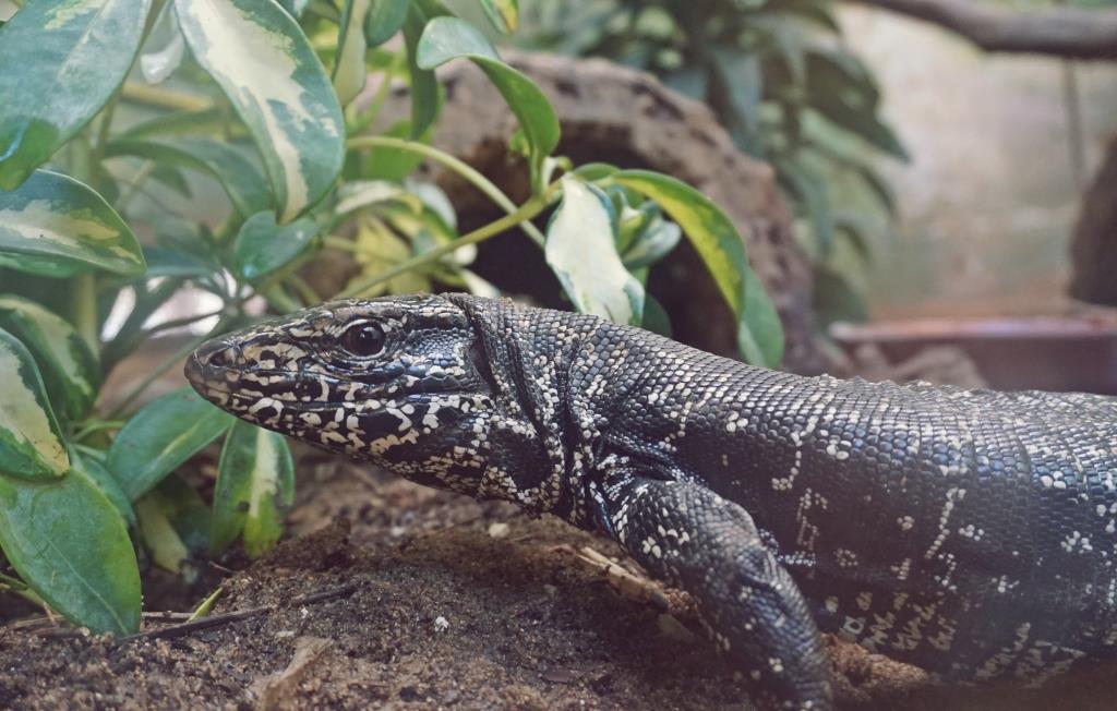 zoobaq's tweet photo. El lobo pollero es otra especie de lagarto que vive en el Zoológico, ¿lo conocías? Este reptil es capaz de desprenderse de su cola cuando se siente amenazado, pero ¡no te preocupes!, después le saldrá una nueva.
#DíaDeLosLagartos #WorldLizardsDay https://t.co/9xMLrkwNae