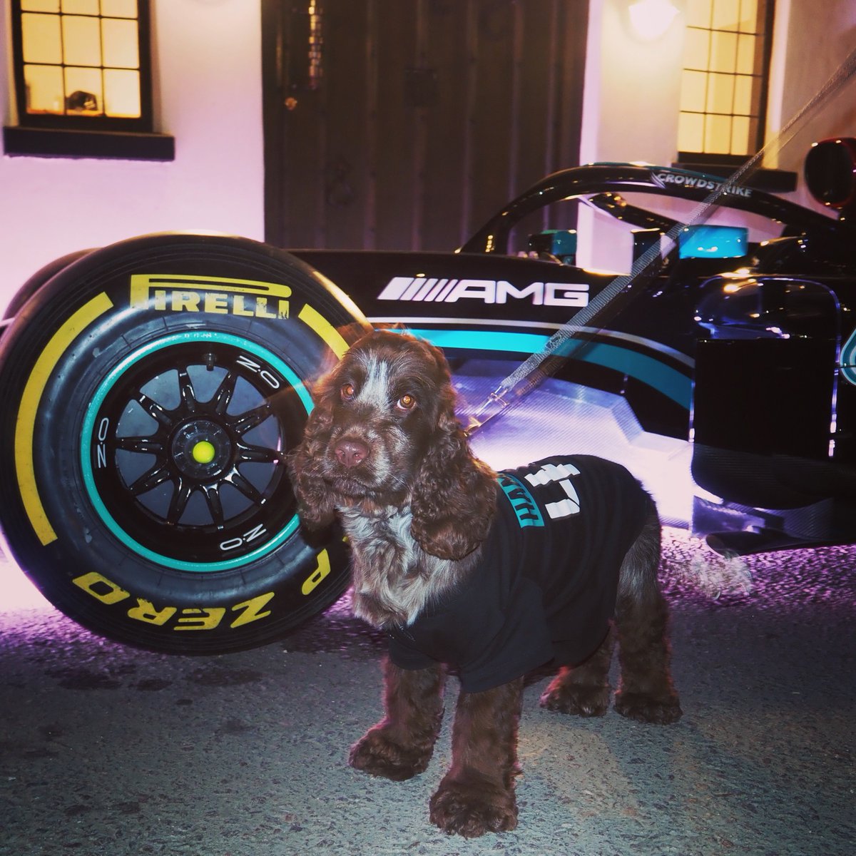 Nearly bed time for a doggo, but couldn’t resist one last hangout with the @MercedesAMGF1 car. @CaffandMac #cultofmachine @LewisHamilton