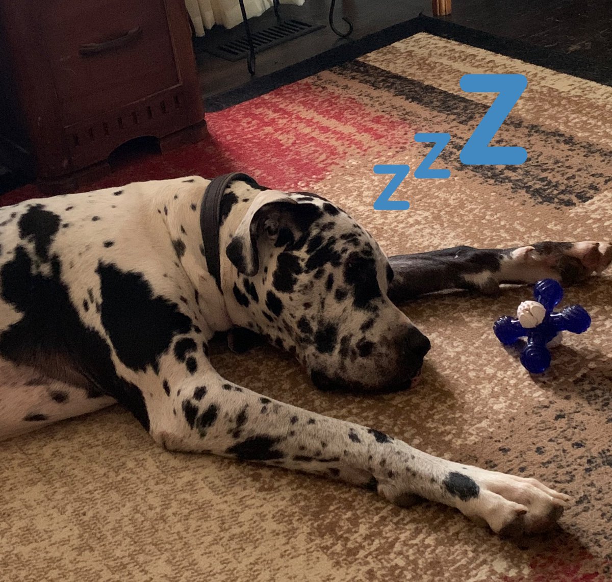 Hey everyone, look at the cool toy I got today, yeah I got mail which was really cool! It’s called a Quacker &amp; I got it from  <a href="/Toy4Paws/">Toys4Paws LLC</a> for being the first to follow them!Thanks so much for my new toy! I love it! It’s a tough chew toy makes a noises when I shake it!! Check’em out